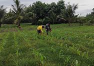 Dekat dengan Rakyat, Babinsa Tanah Jawa Aktif Dampingi Petani Tingkatkan Produksi Jagung.