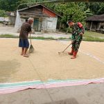 Jaga Kualitas Hasil Panen, Babinsa Koramil Tanah Jawa Ikut Jemur Padi Bersama Petani.