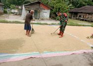 Jaga Kualitas Hasil Panen, Babinsa Koramil Tanah Jawa Ikut Jemur Padi Bersama Petani.
