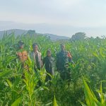Babinsa Koramil 18/Dolok Silau Monitoring Ketahanan Pangan Jagung, Dukung Program Swasembada Pangan Nasional.
