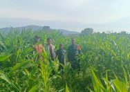 Babinsa Koramil 18/Dolok Silau Monitoring Ketahanan Pangan Jagung, Dukung Program Swasembada Pangan Nasional.