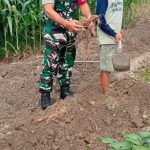Di Tengah Panen Ubi Jalar, Babinsa Hadir Membakar Semangat Petani Simalungun.