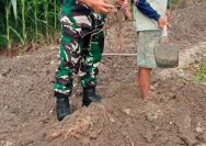 Di Tengah Panen Ubi Jalar, Babinsa Hadir Membakar Semangat Petani Simalungun.