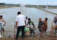 Gerakan Tanam Padi Jadi Momentum Perkuat Ketahanan Pangan, Danramil 06/Perdagangan Hadir Bersama Forkopimca dan Petani.
