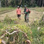Dukung Swasembada Pangan, Babinsa Koramil 10/Tanah Jawa Bantu Petani Siapkan Lahan Jagung.