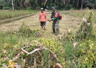 Dukung Swasembada Pangan, Babinsa Koramil 10/Tanah Jawa Bantu Petani Siapkan Lahan Jagung.