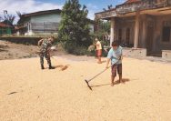 Aksi Nyata Babinsa Koramil 09/Tiga Balata, Bantu Jemur Jagung dan Pererat Kebersamaan dengan Warga
