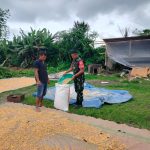 Perkuat Ketahanan Pangan Nasional, Babinsa Koramil Raya Bantu Petani Jemur Jagung. Perkuat Ketahanan Pangan Nasional, Babinsa Koramil Raya Bantu Petani Jemur Jagung.