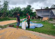 Perkuat Ketahanan Pangan Nasional, Babinsa Koramil Raya Bantu Petani Jemur Jagung.