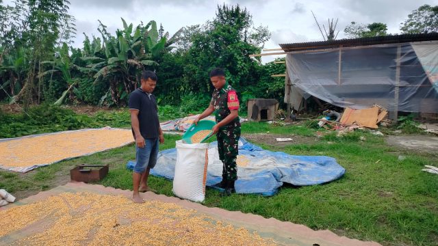 Perkuat Ketahanan Pangan Nasional, Babinsa Koramil Raya Bantu Petani Jemur Jagung.