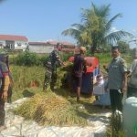 Babinsa Dampingi Kelompok Tani Giling Padi, Perkuat Sinergi Demi Ketahanan Pangan di Pematangsiantar.