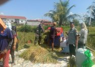 Babinsa Dampingi Kelompok Tani Giling Padi, Perkuat Sinergi Demi Ketahanan Pangan di Pematangsiantar.