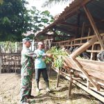 Langkah Nyata Babinsa Dampingi Peternak Kambing, Perkuat Ketahanan Pangan dari Desa.