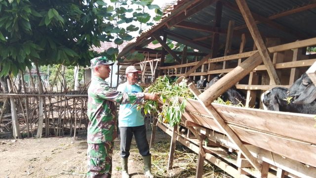 Langkah Nyata Babinsa Dampingi Peternak Kambing, Perkuat Ketahanan Pangan dari Desa.