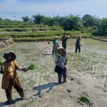 Dari Sawah untuk Negeri, Babinsa Koramil 09/Tiga Balata Dampingi Petani Tanam Padi.