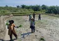 Dari Sawah untuk Negeri, Babinsa Koramil 09/Tiga Balata Dampingi Petani Tanam Padi.