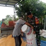 Tak Sekedar Komsos, Babinsa Koramil 03/ Siantar Selatan Sertu D. Sirait Ikut Merontokkan Jagung Bersama Petani.
