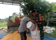 Tak Sekedar Komsos, Babinsa Koramil 03/ Siantar Selatan Sertu D. Sirait Ikut Merontokkan Jagung Bersama Petani.