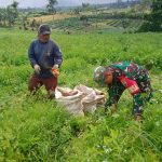 Motivasi Petani Demi Panen Melimpah, Babinsa Koramil 18/Dolok Silau Dukung Ketahanan Pangan Nasional.
