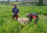 Motivasi Petani Demi Panen Melimpah, Babinsa Koramil 18/Dolok Silau Dukung Ketahanan Pangan Nasional.