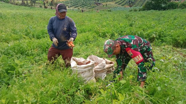 Motivasi Petani Demi Panen Melimpah, Babinsa Koramil 18/Dolok Silau Dukung Ketahanan Pangan Nasional.