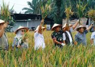 Bulog Perkuat Serapan Gabah di Simalungun, TNI Dampingi Monitoring dan Panen Bersama Demi Ketahanan Pangan Nasional.