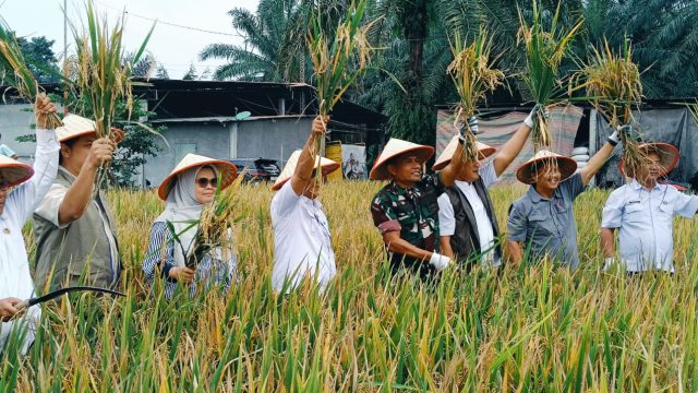 Bulog Perkuat Serapan Gabah di Simalungun, TNI Dampingi Monitoring dan Panen Bersama Demi Ketahanan Pangan Nasional.