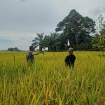 Jelang Panen, Babinsa dan Petani Bahu Membahu Lindungi Padi dari Gangguan Burung.