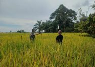 Jelang Panen, Babinsa dan Petani Bahu Membahu Lindungi Padi dari Gangguan Burung.