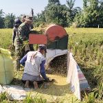 Semangat Kebersamaan di Tengah Sawah, Babinsa Koramil 03/Siantar Selatan Dampingi Panen Padi Seluas 1,5 Hektare.