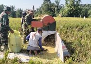Semangat Kebersamaan di Tengah Sawah, Babinsa Koramil 03/Siantar Selatan Dampingi Panen Padi Seluas 1,5 Hektare.