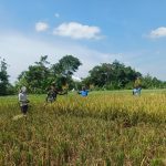 Dari Sawah untuk Negeri, Babinsa Koramil 09/Tiga Balata Dampingi Panen Padi Warga.