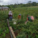 Babinsa Ikut Panen Cabai, Semangat Petani Tanjung Saribu Makin Berkobar.