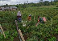 Babinsa Ikut Panen Cabai, Semangat Petani Tanjung Saribu Makin Berkobar.