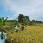Dari Lahan Hingga Panen, Babinsa Setia Dampingi Petani Wujudkan Swasembada Pangan