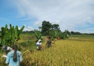 Dari Lahan Hingga Panen, Babinsa Setia Dampingi Petani Wujudkan Swasembada Pangan