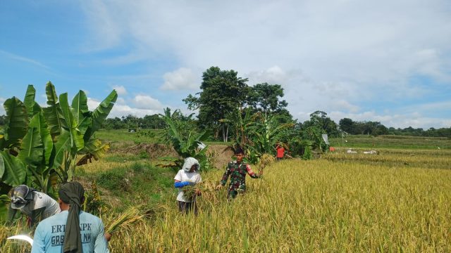 Dari Lahan Hingga Panen, Babinsa Setia Dampingi Petani Wujudkan Swasembada Pangan