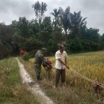 Saat Padi Terancam Hama Burung, Babinsa Hadir Dampingi Petani Menjaga Harapan Panen.