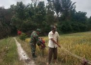 Saat Padi Terancam Hama Burung, Babinsa Hadir Dampingi Petani Menjaga Harapan Panen.