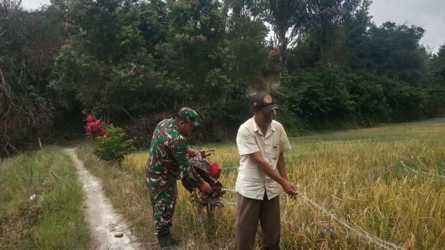 Saat Padi Terancam Hama Burung, Babinsa Hadir Dampingi Petani Menjaga Harapan Panen.