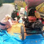 Bersama Petani Hingga Pascapanen, Babinsa Koramil Raya Wujudkan Kepedulian Nyata kepada Warga.
