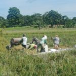 Panen Padi Bersama Petani, Babinsa Tiga Balata Dorong Hasil Maksimal Demi Ketahanan Pangan.
