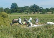 Panen Padi Bersama Petani, Babinsa Tiga Balata Dorong Hasil Maksimal Demi Ketahanan Pangan.