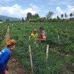 Turun ke Ladang, Babinsa Koramil 18/DS Beri Motivasi Petani Cabai Demi Panen Melimpah.