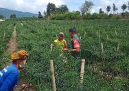 Turun ke Ladang, Babinsa Koramil 18/DS Beri Motivasi Petani Cabai Demi Panen Melimpah.