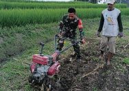 Babinsa dan Petani Bergandengan Tangan, Bangun Ketahanan Pangan dari Nagori Bahliran.