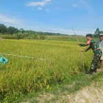 Jaga Hasil Panen Tetap Optimal, Babinsa Koramil 09/Tiga Balata Turun Langsung Bantu Petani Usir Hama Burung.