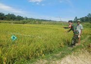 Jaga Hasil Panen Tetap Optimal, Babinsa Koramil 09/Tiga Balata Turun Langsung Bantu Petani Usir Hama Burung.