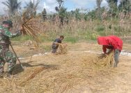 Tak Hanya Saat Panen, Babinsa Koramil 14/Raya Setia Dampingi Petani Hingga Pascapanen.
