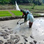 Perkuat Ketahanan Pangan, Babinsa Koramil 14/Raya Terjun Langsung Siapkan Lahan Pertanian.
